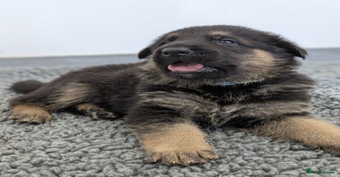 German Shepherd dogs - Advert 1