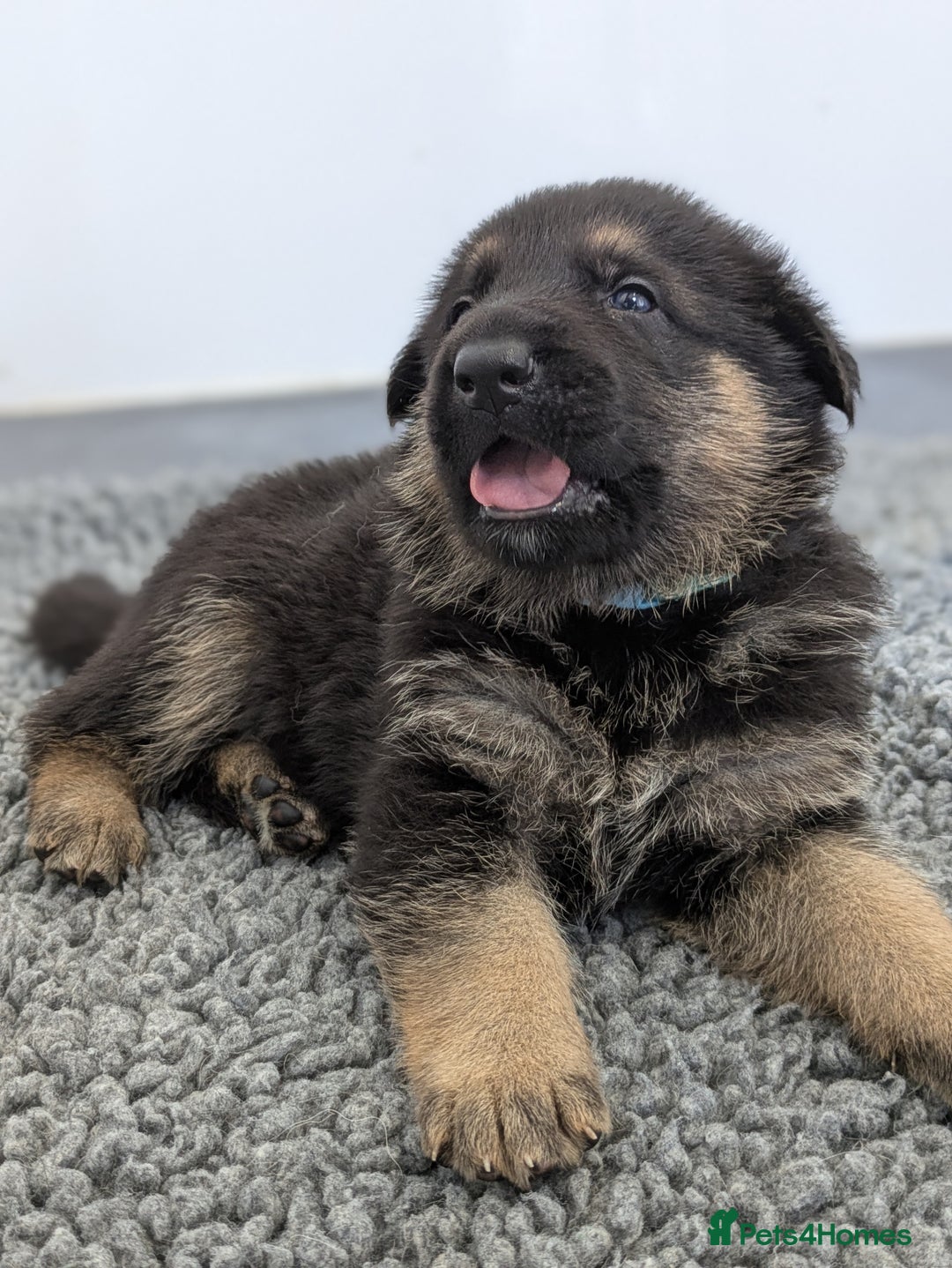 German Shepherd dogs for sale: KC Health Tested Pups From Champion Lines 🏆 - Image 3
