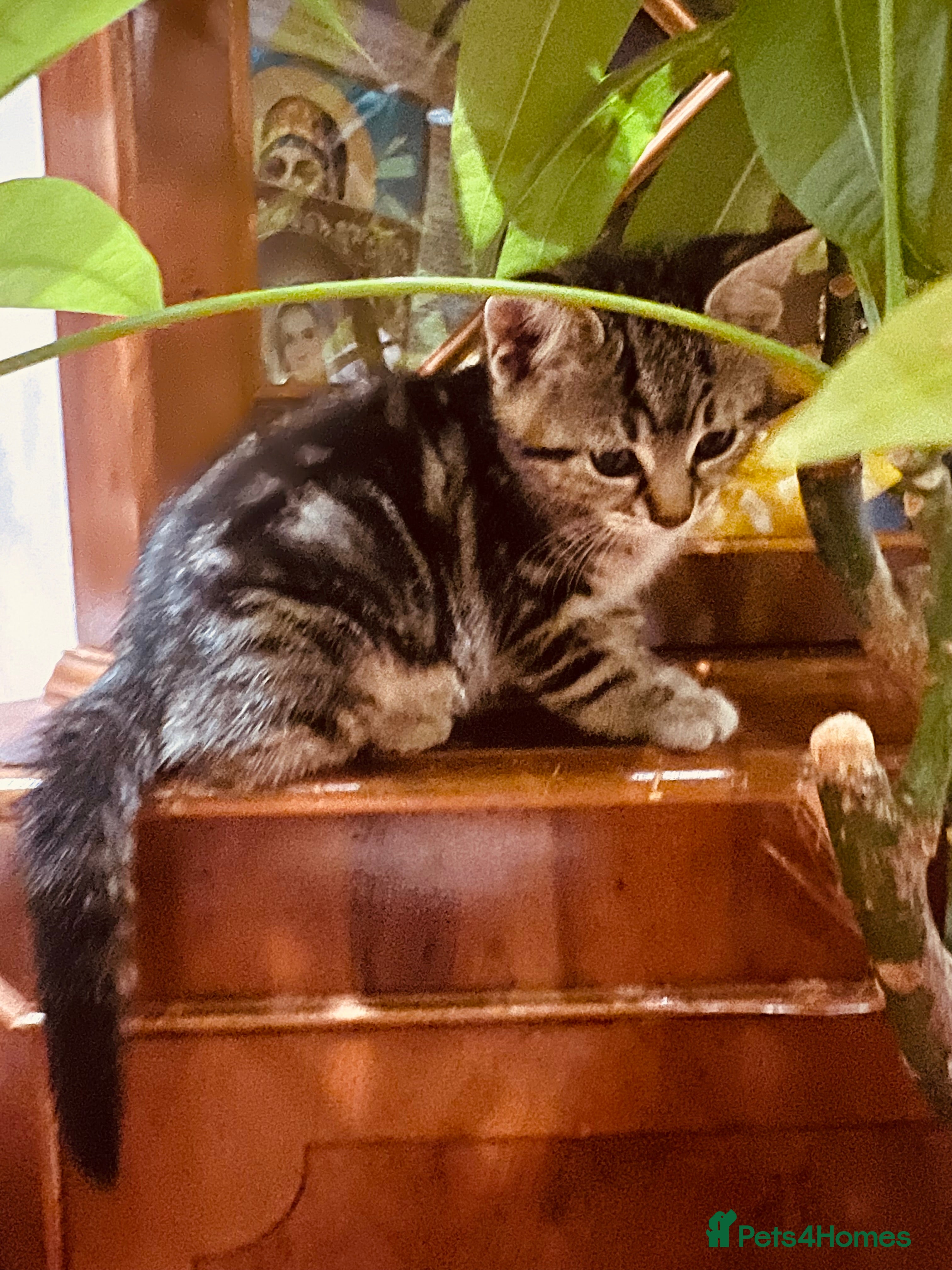 Mixed Breed cats Beautiful kittens available  - Advert 2