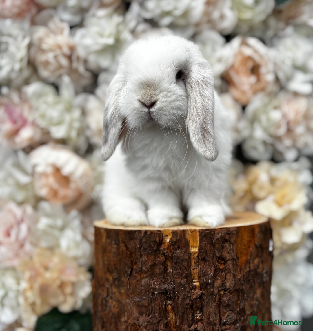 Mini Lop rabbits for sale: 🌟🌟 mini lop babies 🌟🌟 - Image 2