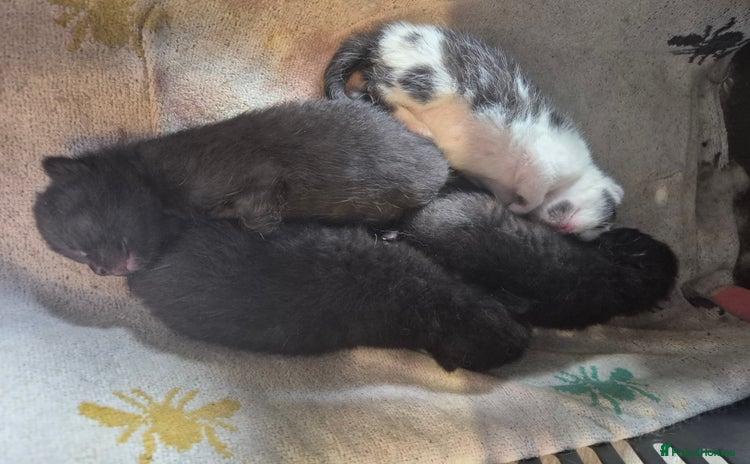 Mixed Breed cats - Advert 15