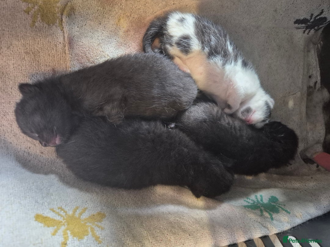 Mixed Breed cats for sale: 4 x Kittens - Image 1
