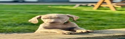 Weimaraner dogs for sale: 💫Reduced Price KC Litter💫 - Advert 3