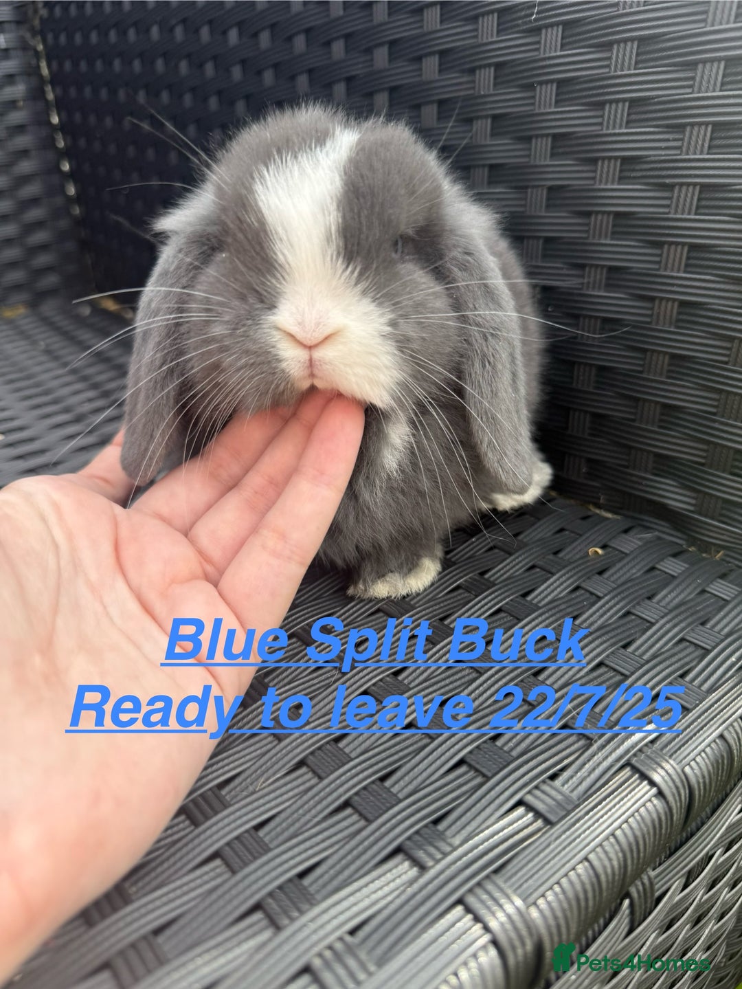 Mini Lop rabbits for sale: Mini Lops Bunnies. READ DESCRIPTION - Updated 22/7 in Chard - Image 4