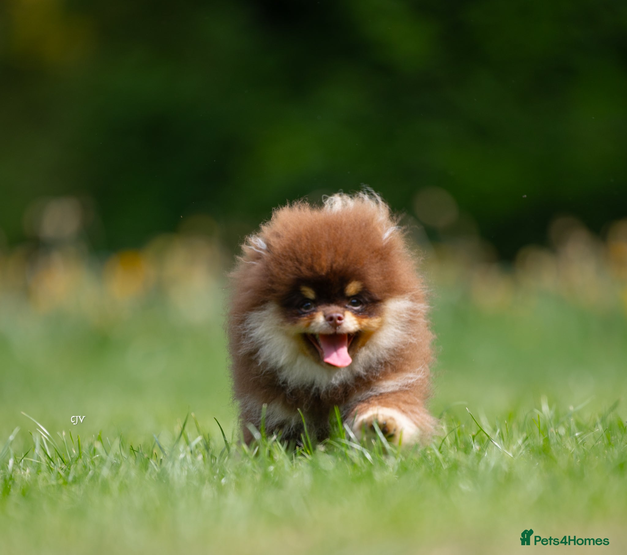 Pomeranian dogs for stud: Stunning Chocolate Tan Pomeranian Import 3kg - Advert 7