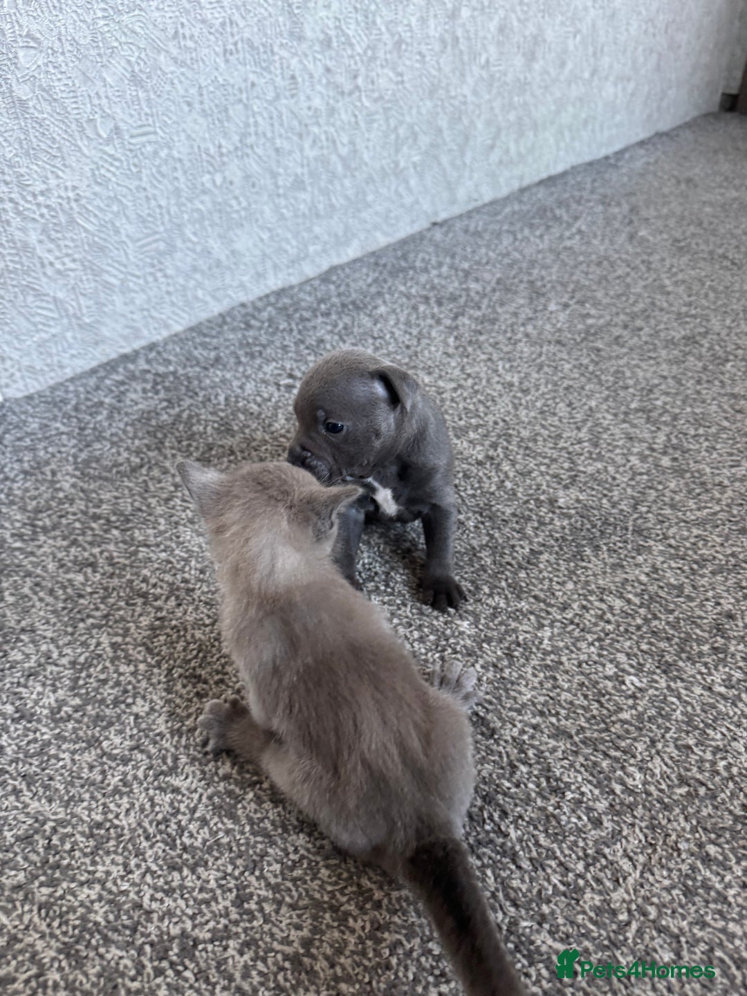 Staffordshire Bull Terrier dogs for sale: Staffordshire Bull Terrier - Advert 5