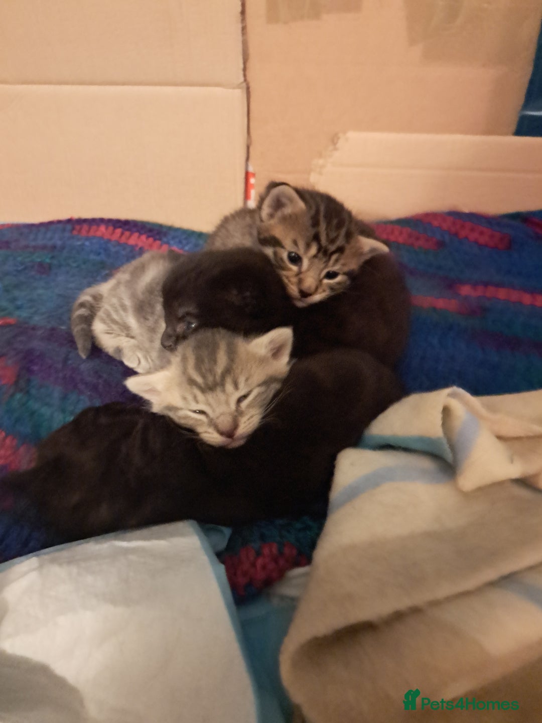 British Shorthair cats for sale: 3 gorgeous boy kittens - Image 1