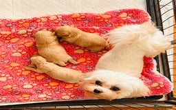 Maltipoo dogs for sale: Quality Exceptionally small maltipoos   - Image 5