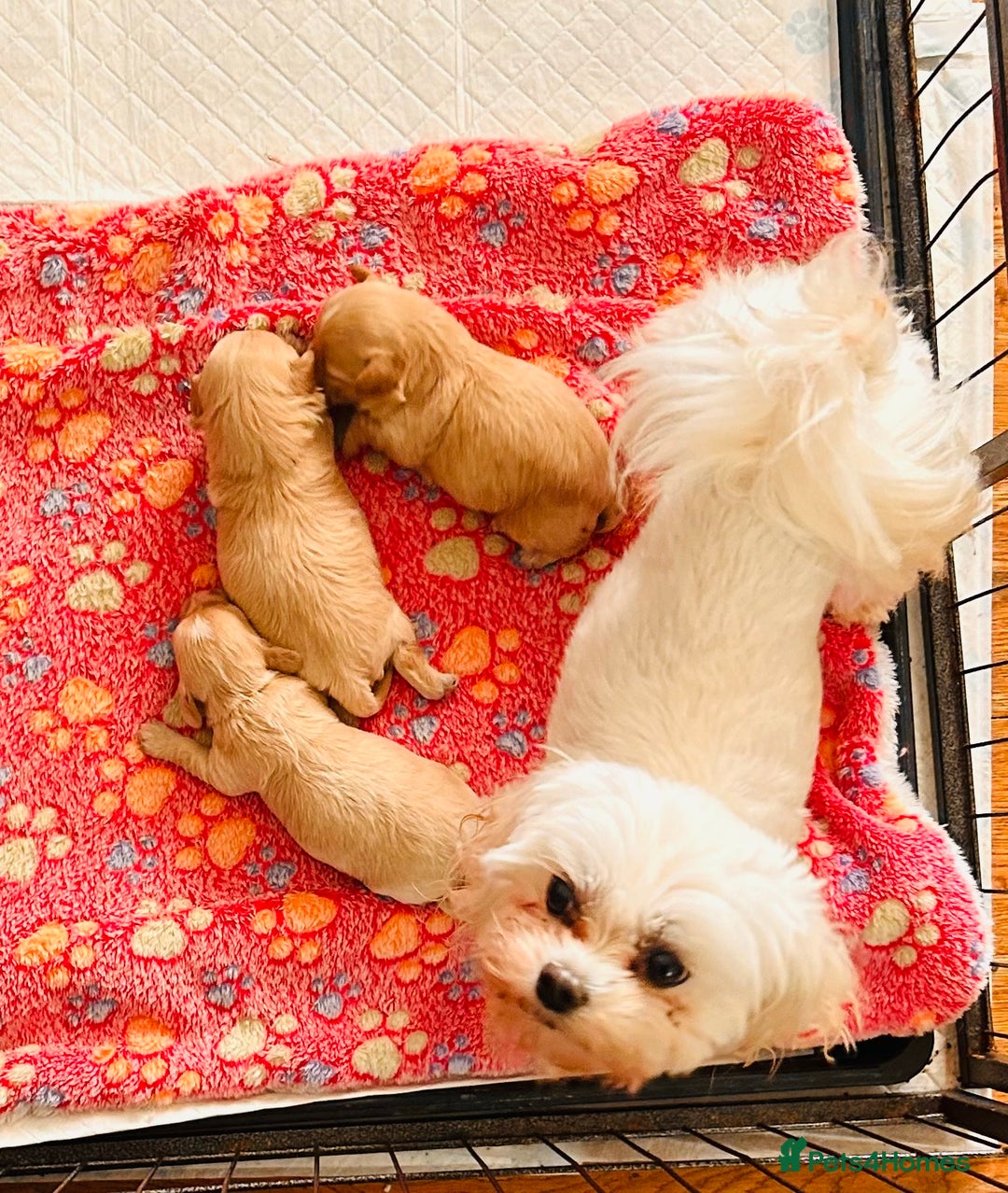 Maltipoo dogs for sale: Quality Exceptionally small maltipoos   - Image 5