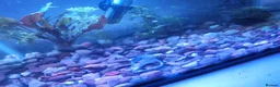 Plecos fish for sale: Mixed breed bristlenose plecos - Advert 5