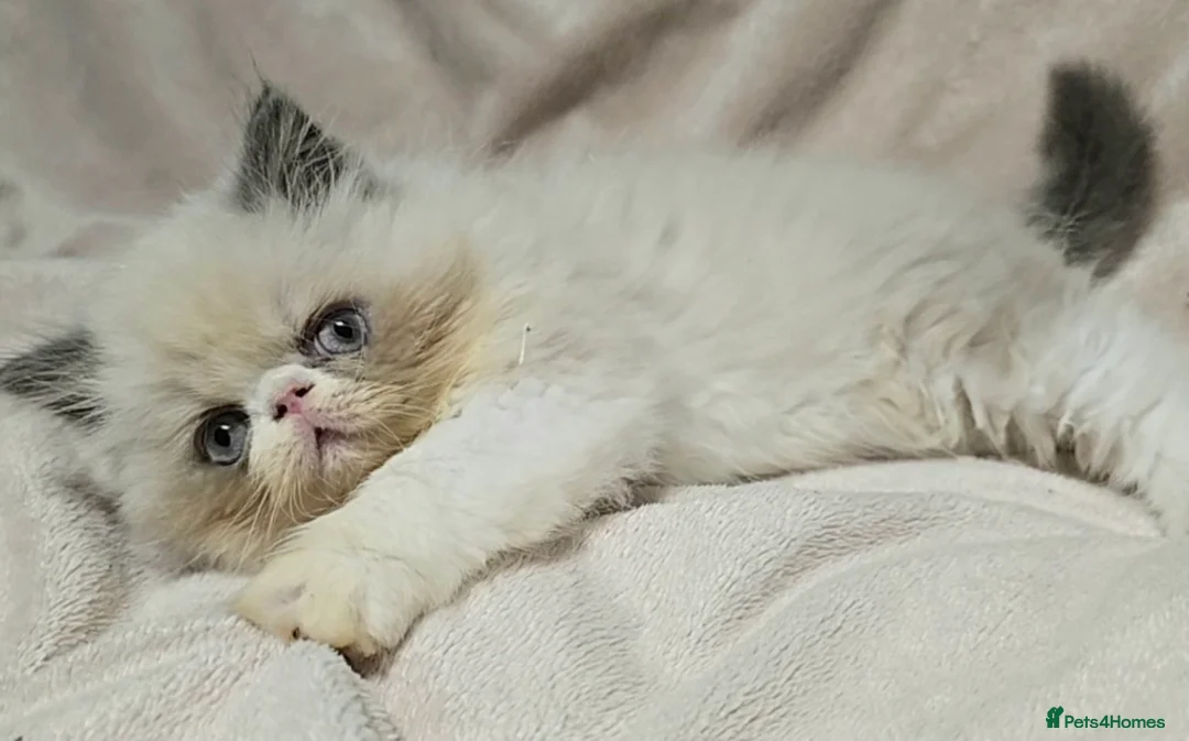 Persian cats for stud: GCCF REGISTERED PERSIAN STUD CHAMPION LINES PROVEN in London - Advert 4