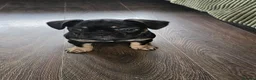 French Bulldog dogs for sale: French bulldog for sale  - Advert 17