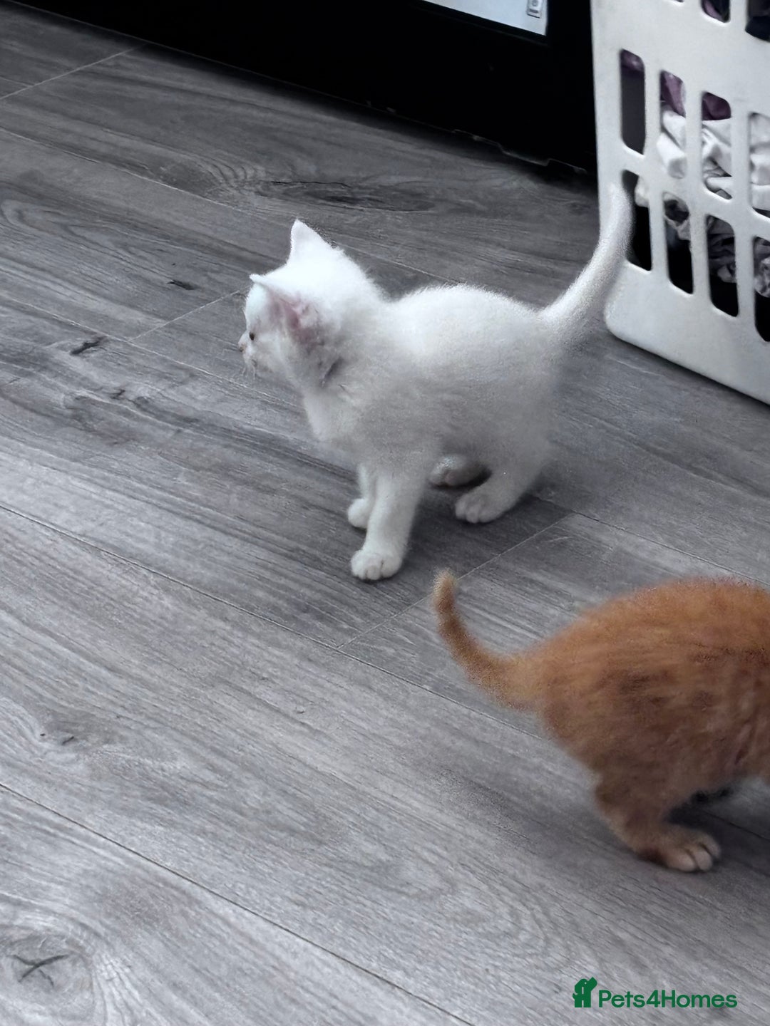 Domestic Shorthair cats for sale: Kittens for sale  - Image 2