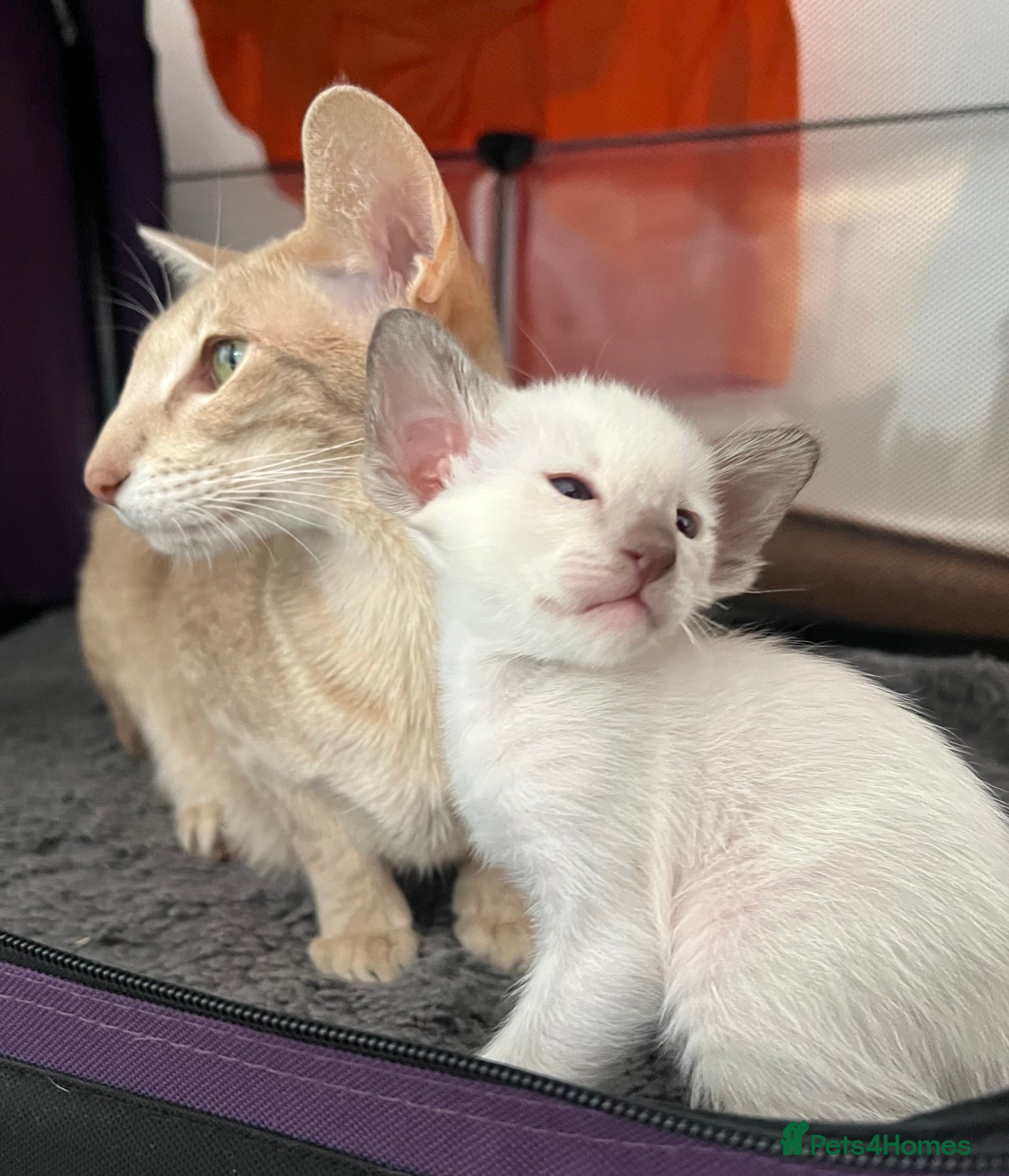 Siamese cats Stunning Oriental and Siamese kittens - Advert 1