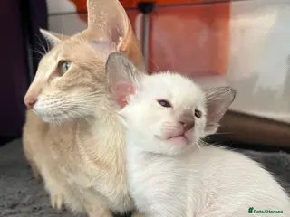 Siamese cats Stunning Oriental and Siamese kittens - Advert 1