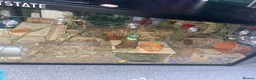 Hamster rodents for sale: Female Syrian Hamster - Judi  in Birmingham - Advert 4