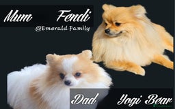 Pomeranian dogs for sale: Waaaaw #SUPERB #POMERANIAN's - Image 18