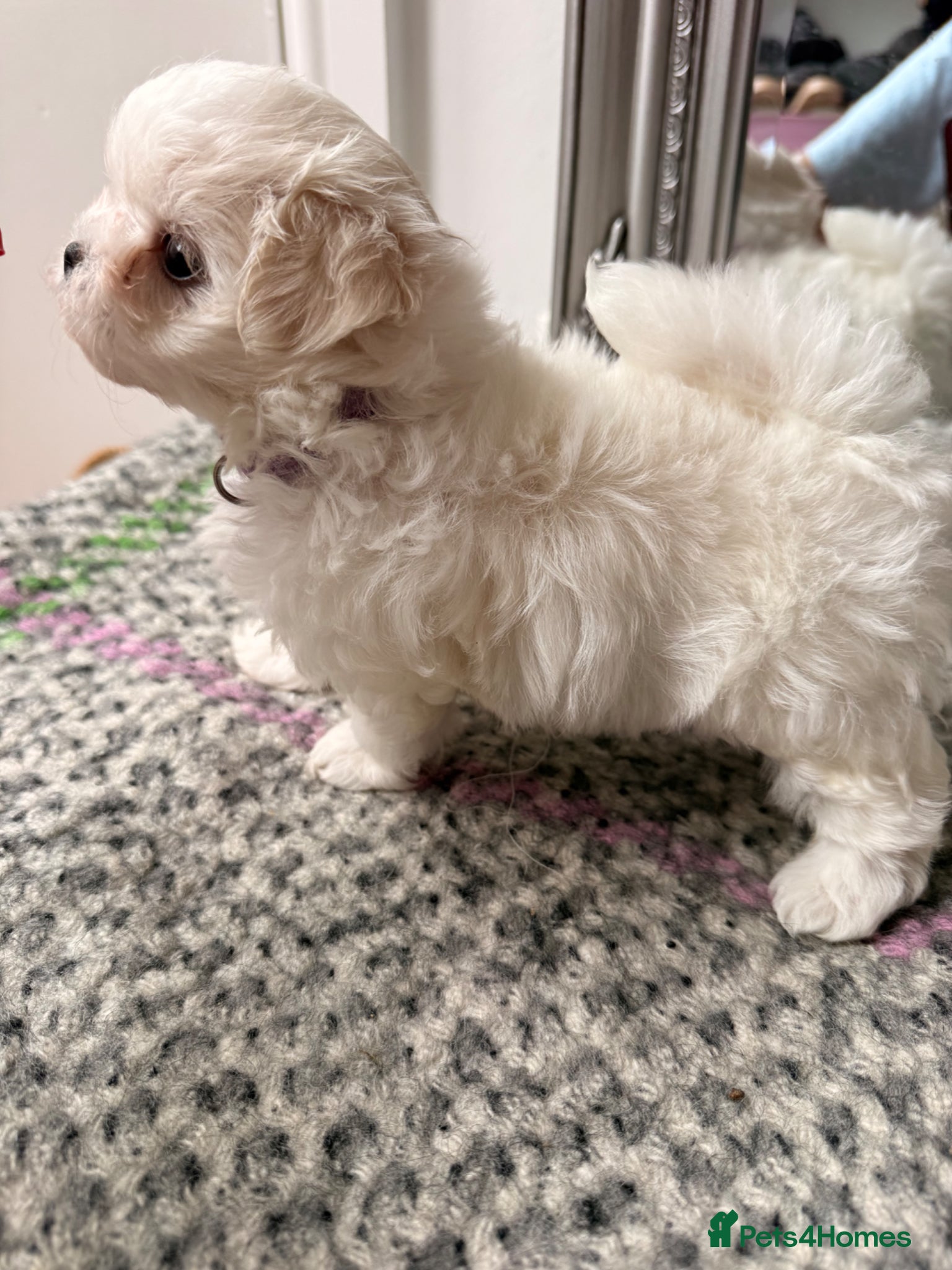 Maltese dogs 🩵Beautiful Korean Maltese puppies 🩵 - Advert 7