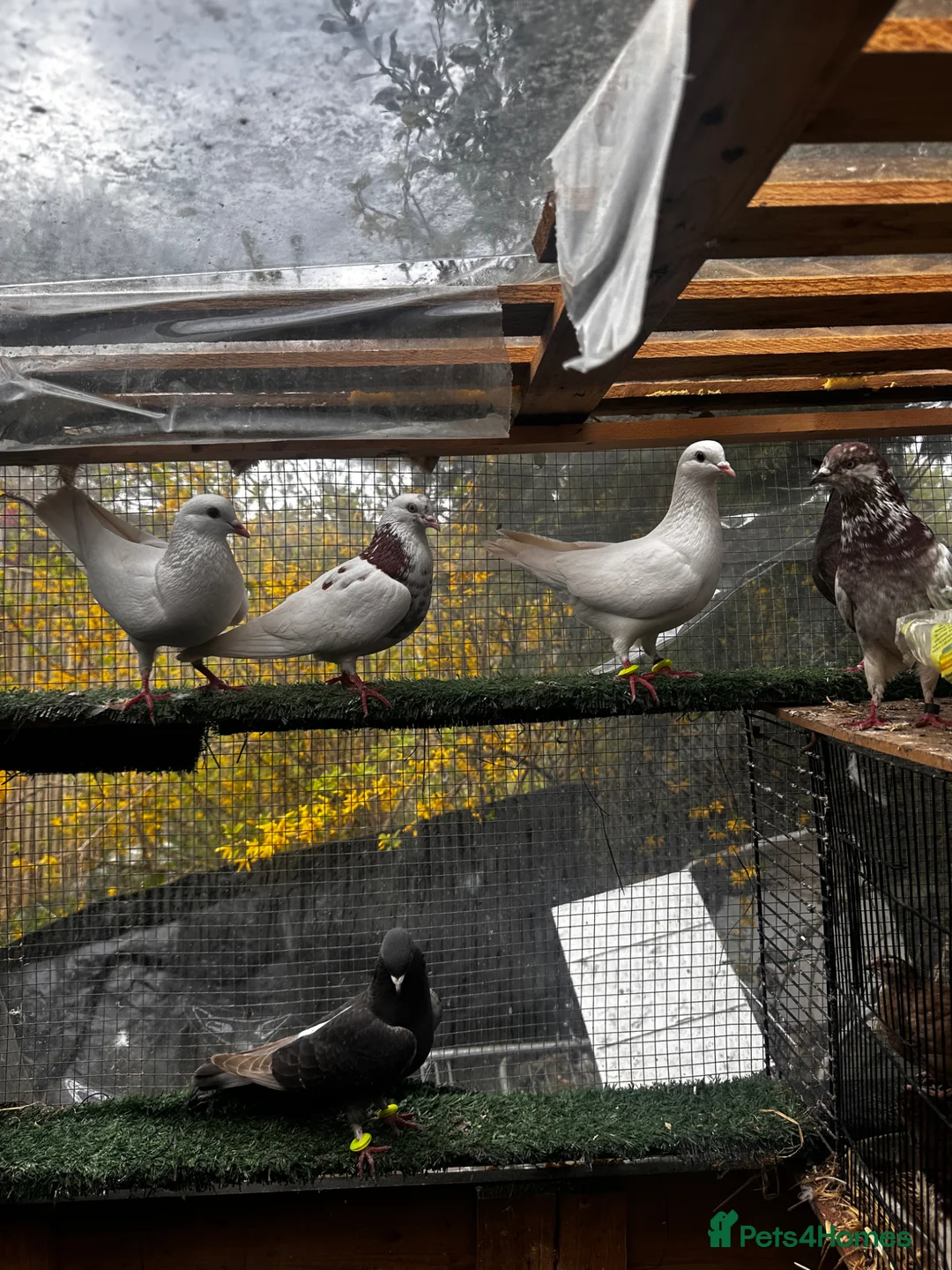 Pigeons birds for sale: Mixed pigeons  - Advert 2