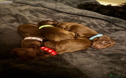 Cockapoo dogs for sale: 🍫🐶 F1b Chocolate Cockapoo Puppies🐶🍫  - Image 12