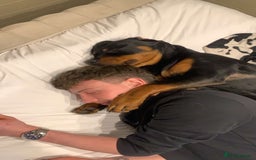 Rottweiler dogs for sale: Bear the Rottweiler  - Image 11