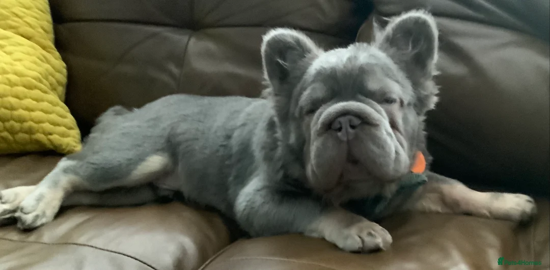 French Bulldog dogs for sale: Fluffy Blue French Bulldog KC Registered - Advert 4