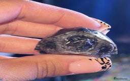 Turtle reptiles for sale: Musk turtles - Image 1