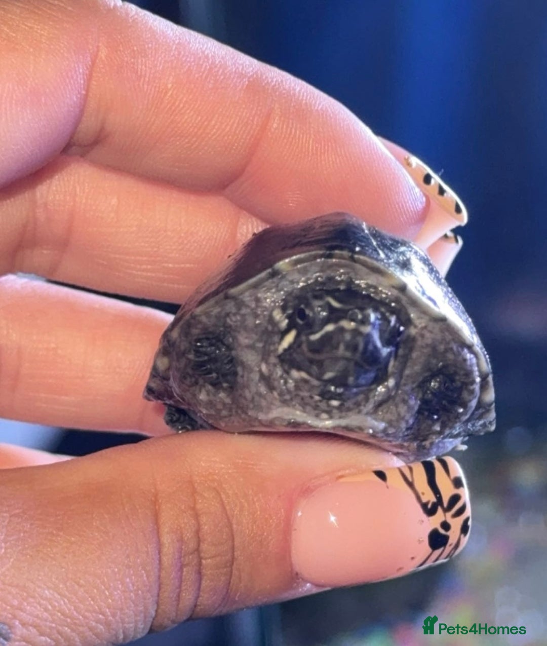 Turtle reptiles for sale: Musk turtles - Image 1