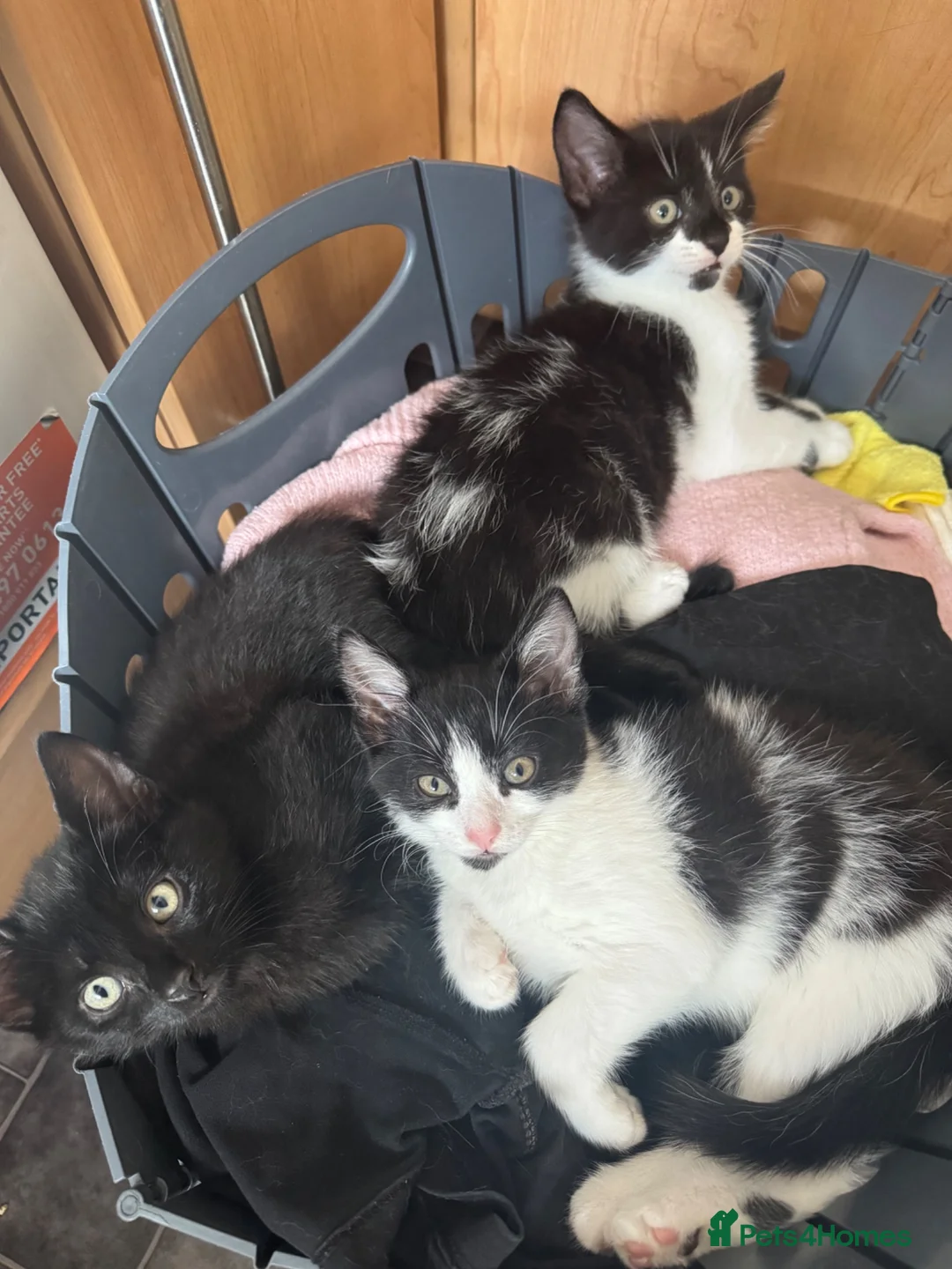 Mixed Breed cats for sale: 10 Week Old Fluffy Friendly Mixed Breed Kittens - Advert 7