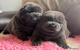 Chow Chow dogs for sale: Wyvernwests puppies have arrived  🐶  - Image 3