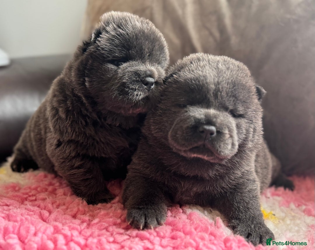 Chow Chow dogs for sale: Wyvernwests puppies have arrived  🐶  - Image 3