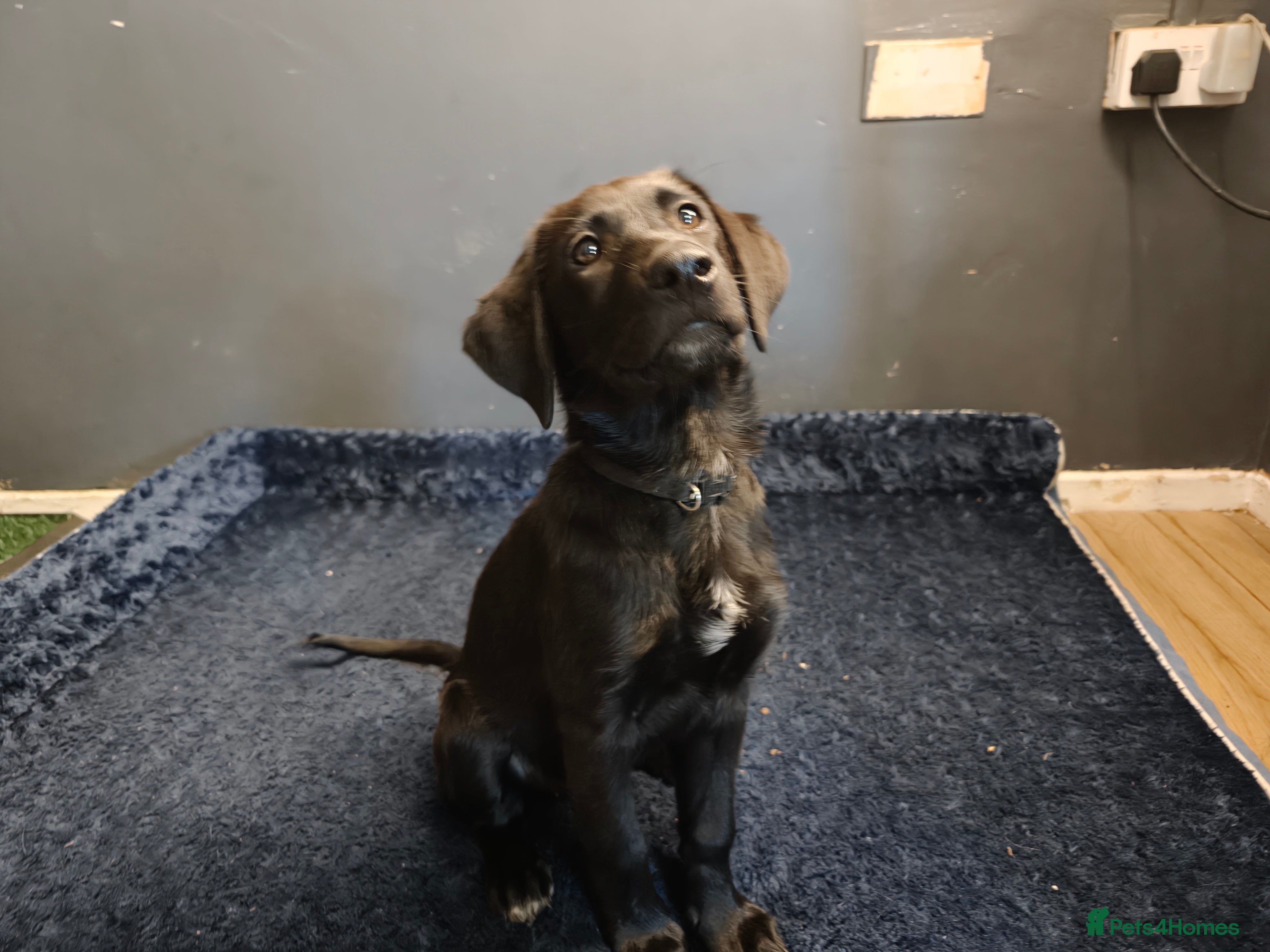 Mixed Breed dogs Puppies  - Advert 2