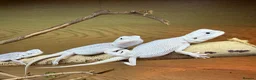 Bearded Dragon reptiles for sale: ❄️🤍 Baby Snow White Hypo Zero Bearded Dragon 🤍❄️ - Advert 1