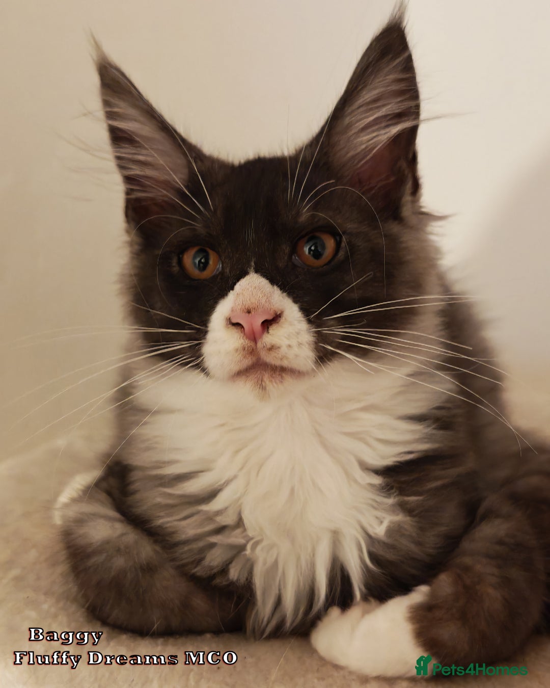 Maine Coon cats for sale: x2 Fluffy Boys from Fluffy Dreams MCO - Image 7