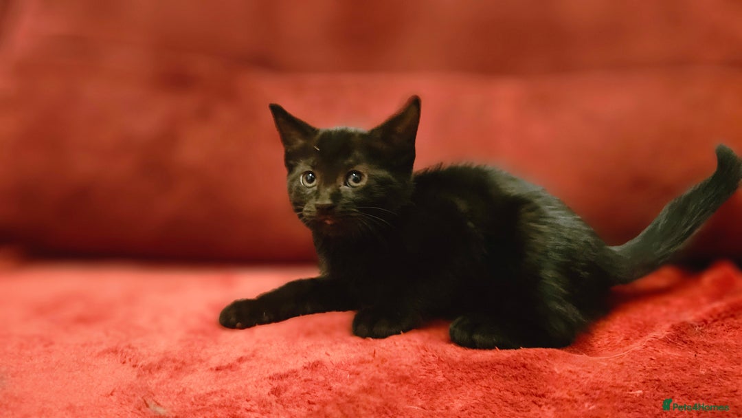 Mixed Breed cats for sale: adorable kittens are looking for a new home - Image 6