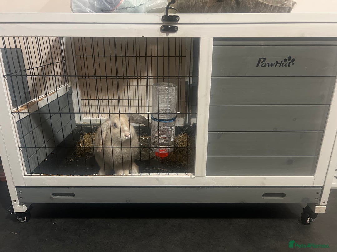 Mini Lop rabbits for sale: cappuccino female rabbit hutch included  - Image 6