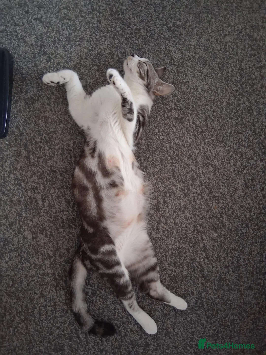 Mixed Breed cats for sale: Adults 1+ - Advert 6