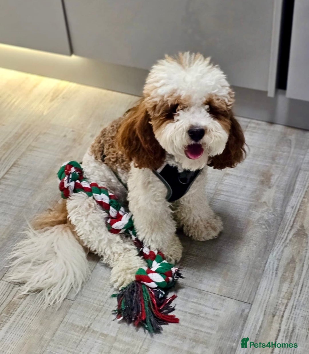 Cavapoo dogs for stud: White and Red Cavapoo - Image 6