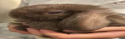 Mini Lop rabbits for sale: Healthy fluffy mini lop  - Advert 4
