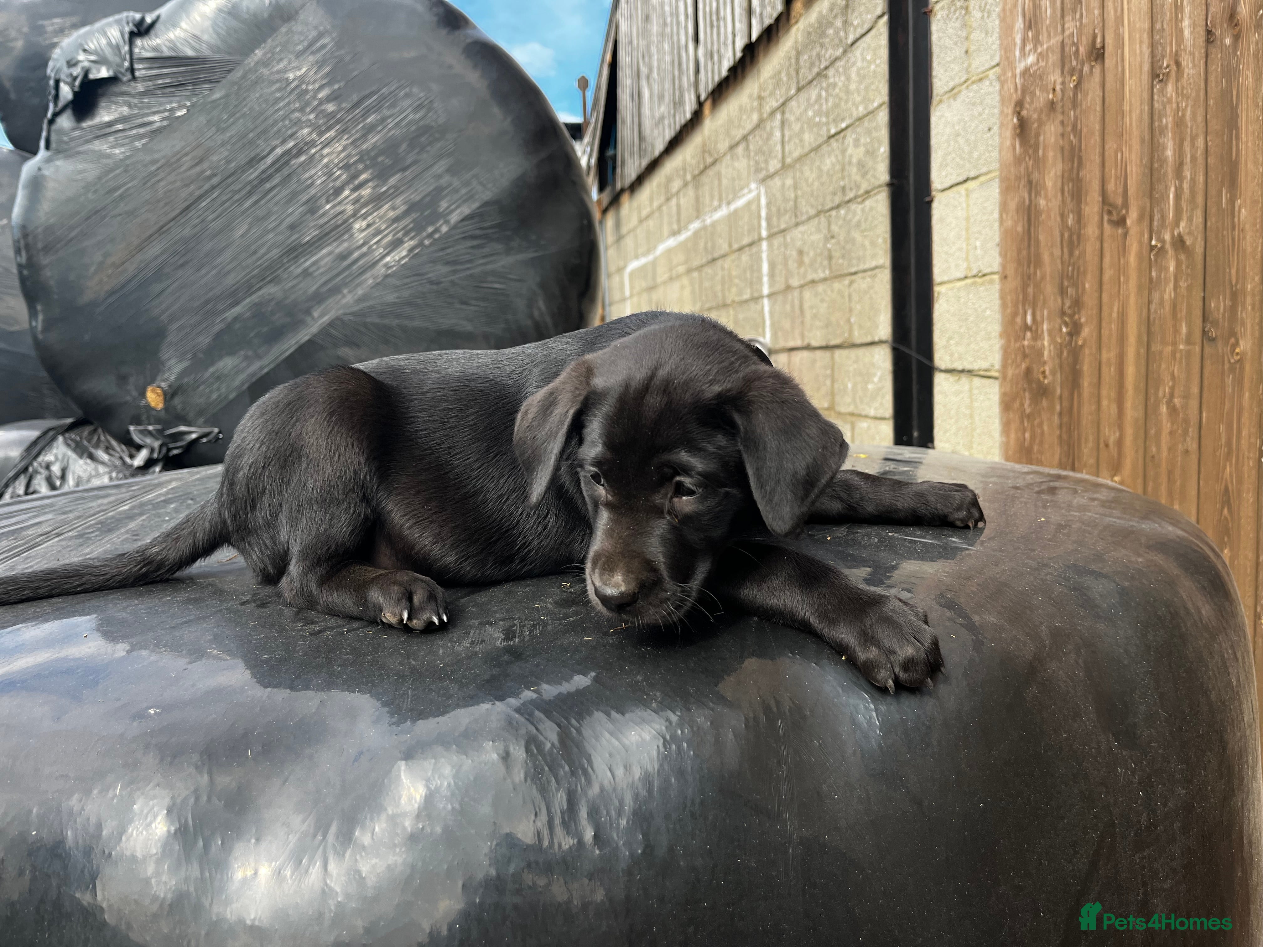 Mixed Breed dogs Adorable rotadors  - Advert 5