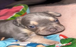 French Bulldog dogs for sale: ONE FEMALE LEFT -gorgeous grey French Bulldogs - Image 27