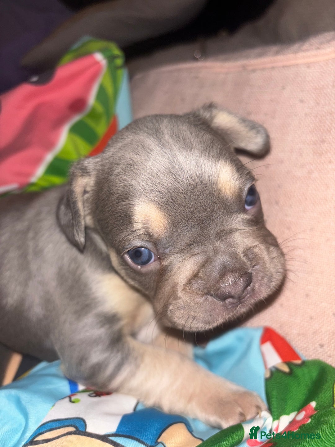 French Bulldog dogs for sale: ONE FEMALE LEFT -gorgeous grey French Bulldogs - Image 27