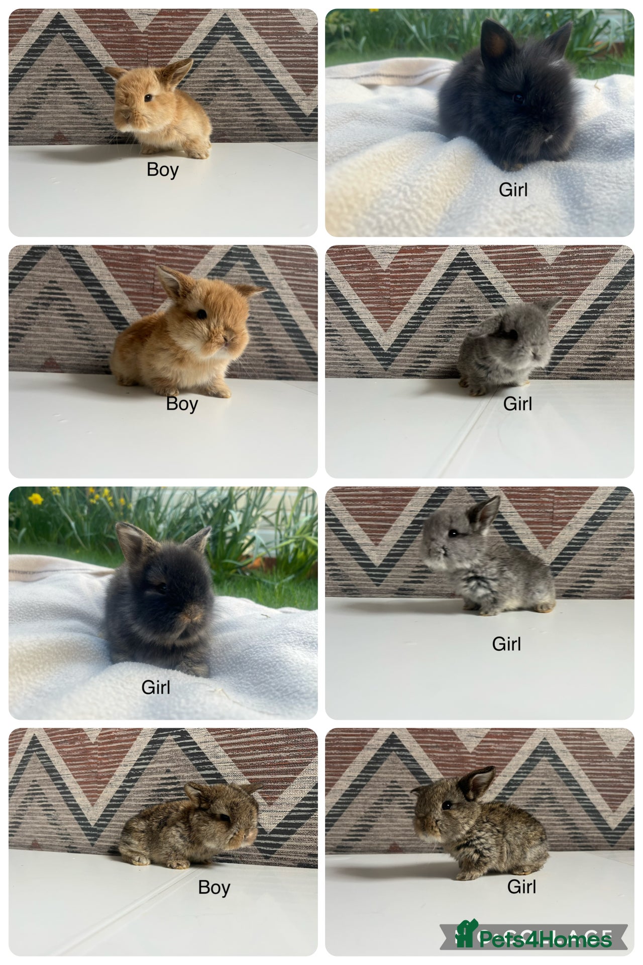 Mini Lop rabbits Mini  lops and mini double maned lionheads - Advert 1