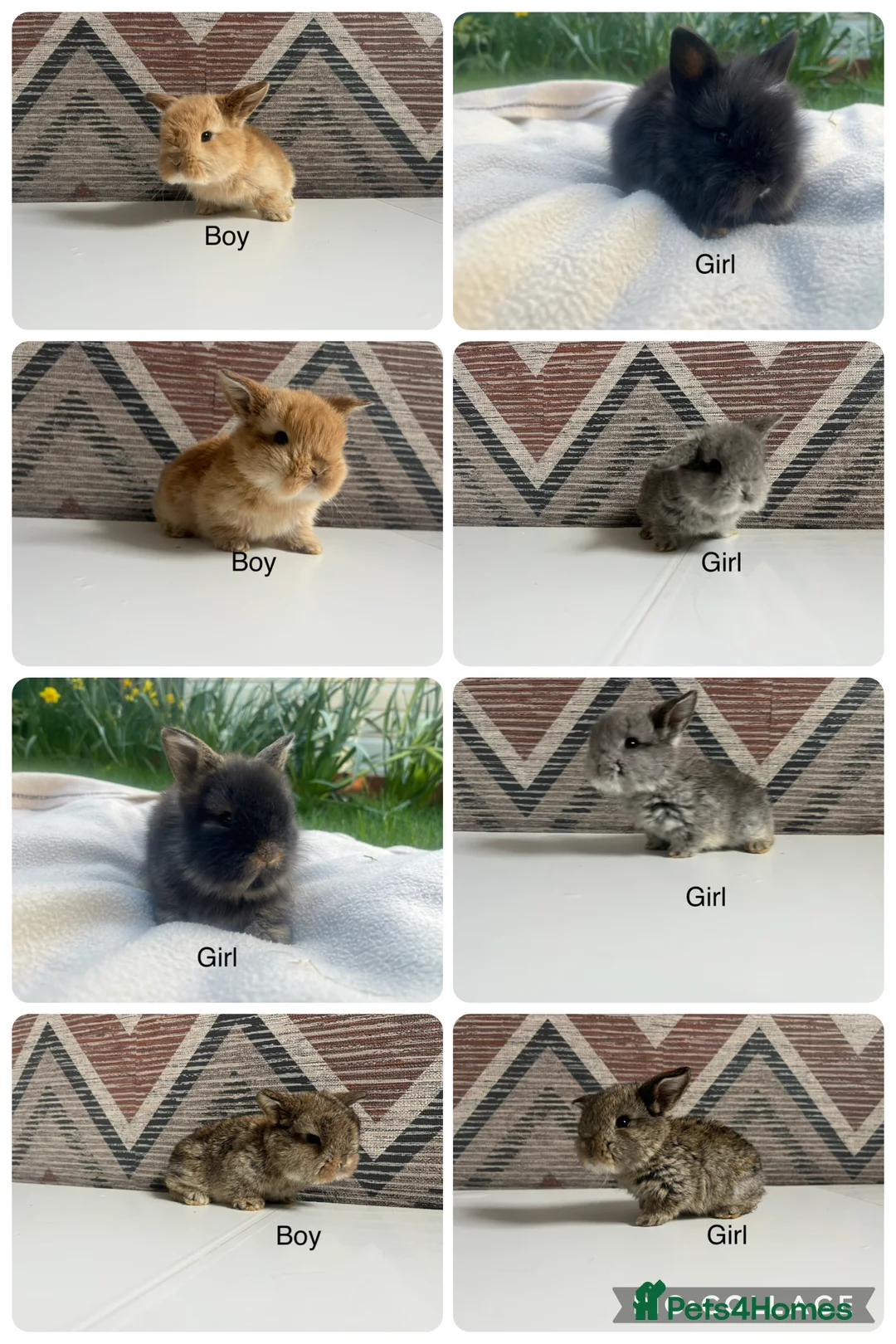 Mini Lop rabbits for sale: Mini  lops and mini double maned lionheads - Advert 1