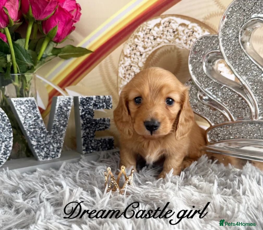 Miniature Dachshund dogs Beautiful Long Coat Miniature Dachshund Puppies - Advert 11
