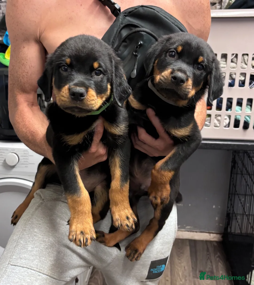 Rottweiler dogs for sale: Male rottweiller puppy’s  - Advert 2