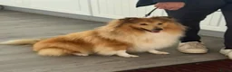 Shetland Sheepdog dogs for sale: Shetland sheepdog female looking for forever home - Advert 12