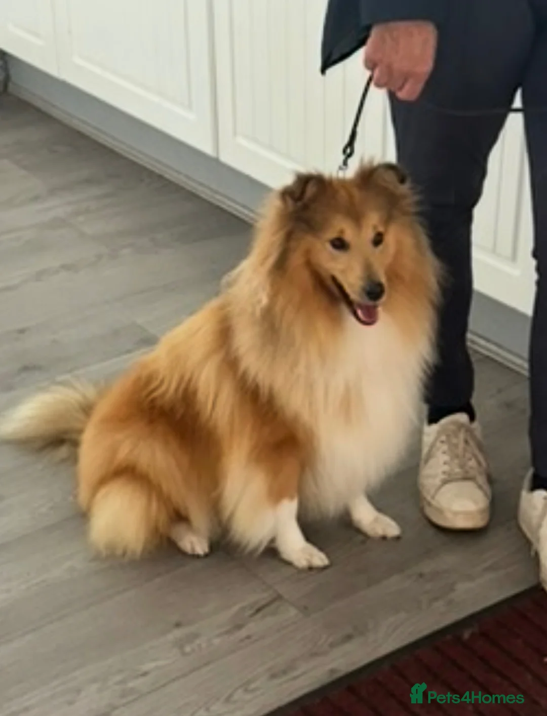 Shetland Sheepdog dogs for sale: Shetland sheepdog female looking for forever home - Advert 12