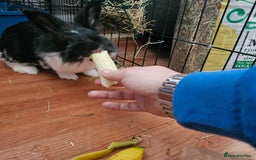 Lionhead rabbits for sale: Snugglebum Phoenix  in Weston-super-Mare - Image 7