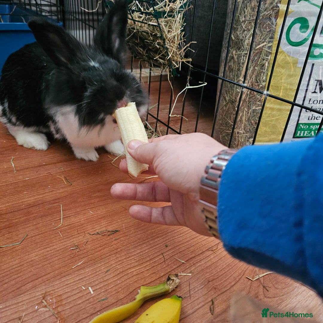 Lionhead rabbits for sale: Snugglebum Phoenix  in Weston-super-Mare - Image 7